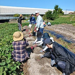 令和６年１０月２０日（日）あい・ふぁ～む芋掘り