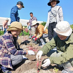 令和６年１０月２０日（日）あい・ふぁ～む芋掘り